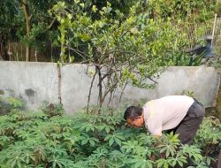 Dukung Program Asta Cita Presiden RI, KA SPKT Polsek Cidadap Rawat Kebun Ketahanan Pangan