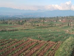 Gunung Cikuray Jadi Sorotan: Dugaan Penyalahgunaan Lahan Titisara Ancam Lingkungan dan Warga Sekitar
