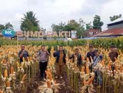 Polsek Karangpawitan Cek Panen Raya Jagung di Sindangpalay, Dukung Ketahanan Pangan Nasional